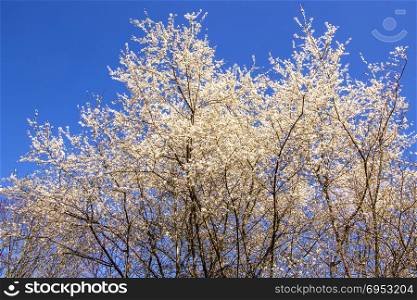 Wild cherry blossom in Germany in spring