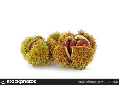 Wild chestnut in shells, isolated