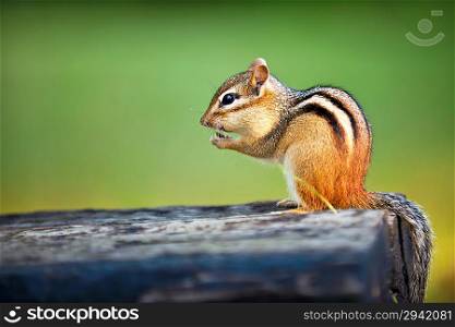 Wild chipmunk eating nut