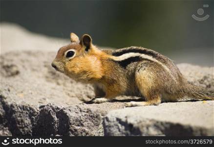 Wild Chipmunk fills his belly with food prior to hibernation