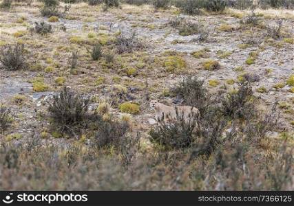 Wild Cougar  Puma concolor  in Torres del Paine national park, Chile.