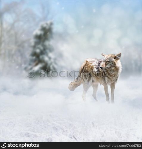 Wild coyote walking in the winter snow