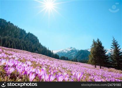 Wild crocuses blooming in the mountains