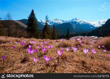 Wild crocuses blooming on the hill in the mountains