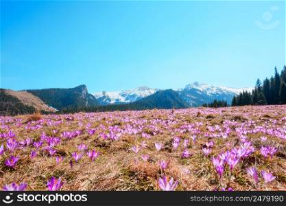 Wild crocuses blooming on the meadow in the mountains