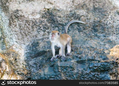 Wild cute monkey sitting on rock. Primate animal in nature wildlife