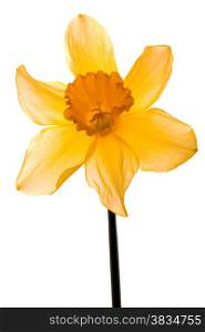 Wild Daffodil Lent Lily Isolated on White Background