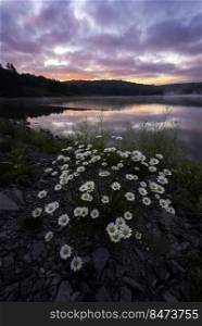 Wild daises along the shore of Spruce Knob Lake during a vibrant summer sunrise.