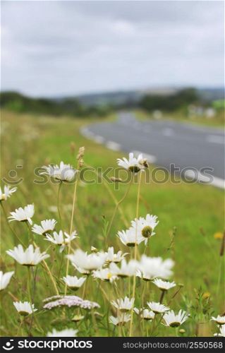 Wild daisies blooming on the side of a rural road in Brittany, France