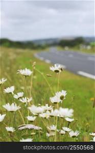 Wild daisies blooming on the side of a rural road in Brittany, France