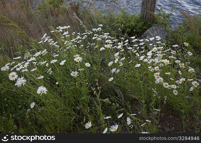 Wild daisies growing at Lake of the Woods, Ontario