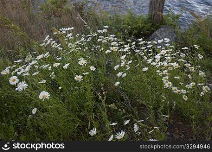 Wild daisies growing at Lake of the Woods, Ontario