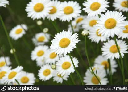 Wild daisies growing in a green meadow