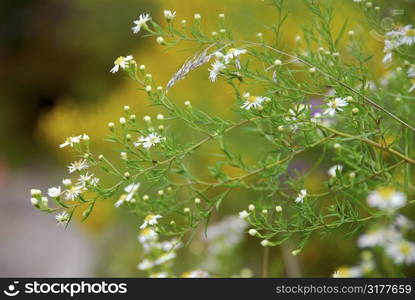 Wild daisies on the side of a road