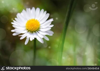 Wild daisy flower in the meadow. Nature background with copy space. Macro shot