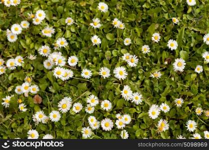 Wild daisy flowers growing on green meadow