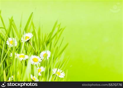 Wild daisy flowers in the grass closeup over green background with copy space