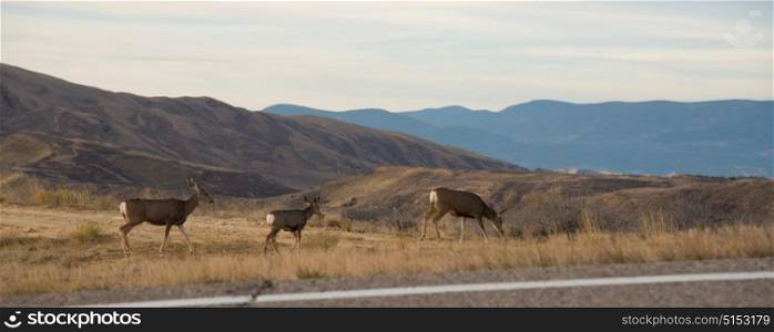Wild deer from the Flaming Gorge Green River Scenic Byway in Wyoming