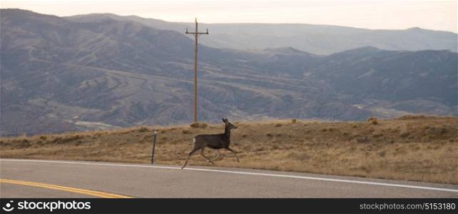 Wild deer from the Flaming Gorge Green River Scenic Byway in Wyoming