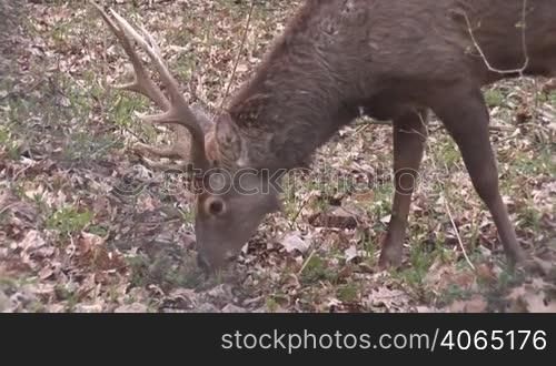 wild deer grazing in a fenced