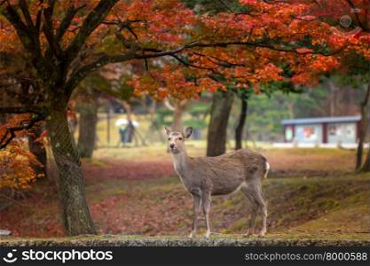 Wild deer roam free in Nara Park.