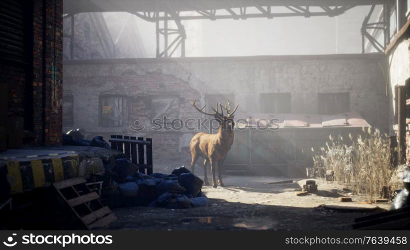 Wild deer rooming around the streets in abandoned city
