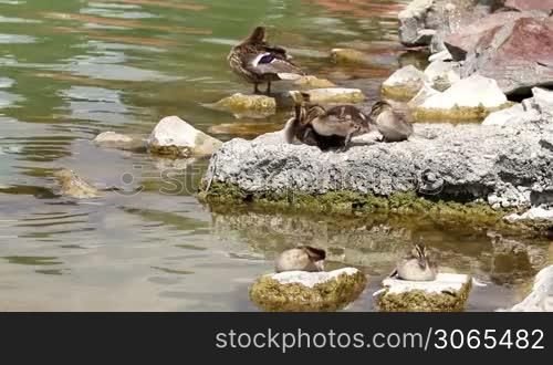 Wild duck family