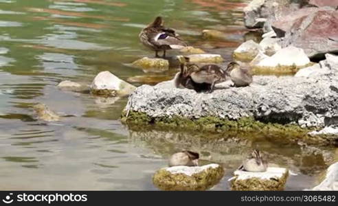 Wild duck family