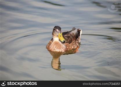 wild duck floating in a green lake outdoor