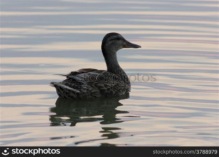 Wild duck in a lake at sunset close up