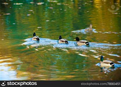 Wild duck on the water. Ducks swimming in the pond