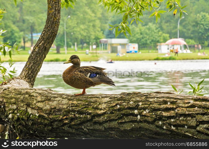 Wild duck standing on a tree bent over the body of water where people relax