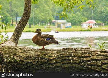 Wild duck standing on a tree bent over the body of water where people relax