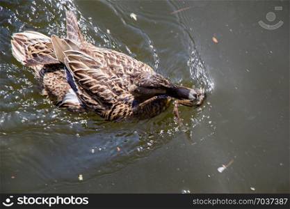 Wild duck swimming in the waters of the pond