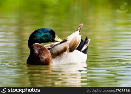 wild duck swing in the pond. maleness mallard.