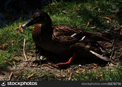 Wild duck with injured leg lying in the grass.