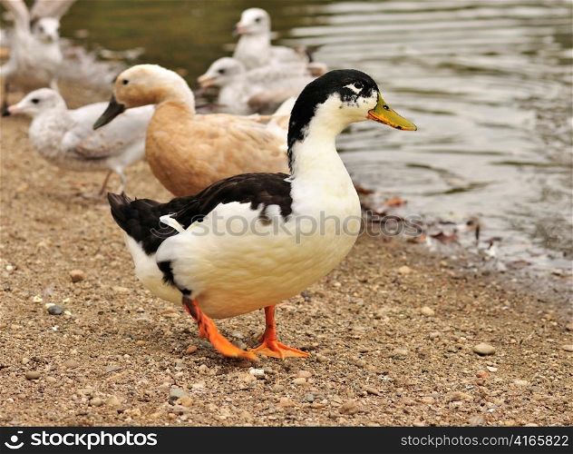 wild ducks by the pond