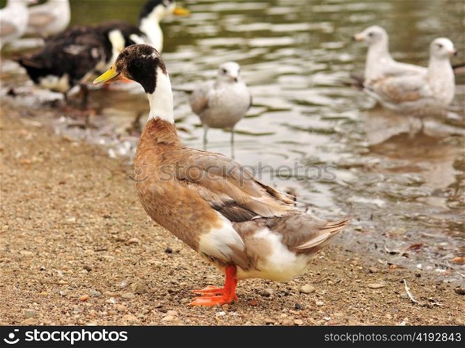 wild ducks by the pond