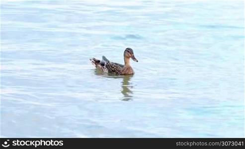 Wild ducks enjoy the water