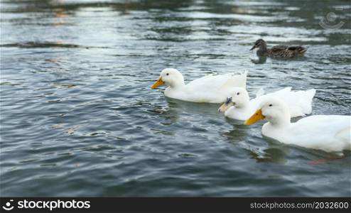 wild ducks floating water