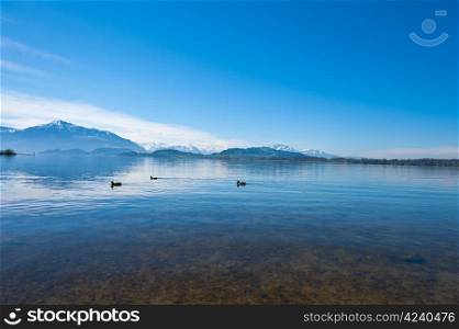 Wild Ducks on the Lake Zuger, Switzerland