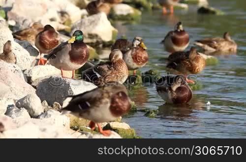 Wild ducks resting