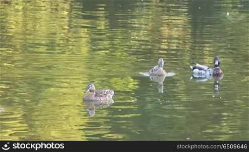 wild ducks swimming in the pond