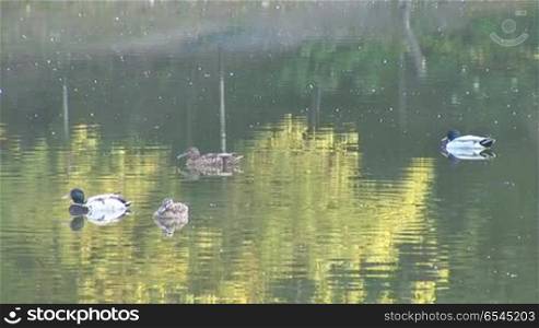 wild ducks swimming in the pond