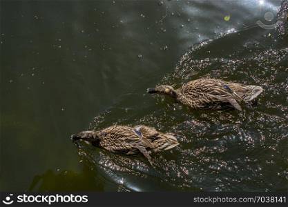 Wild ducks swimming in the waters of the pond