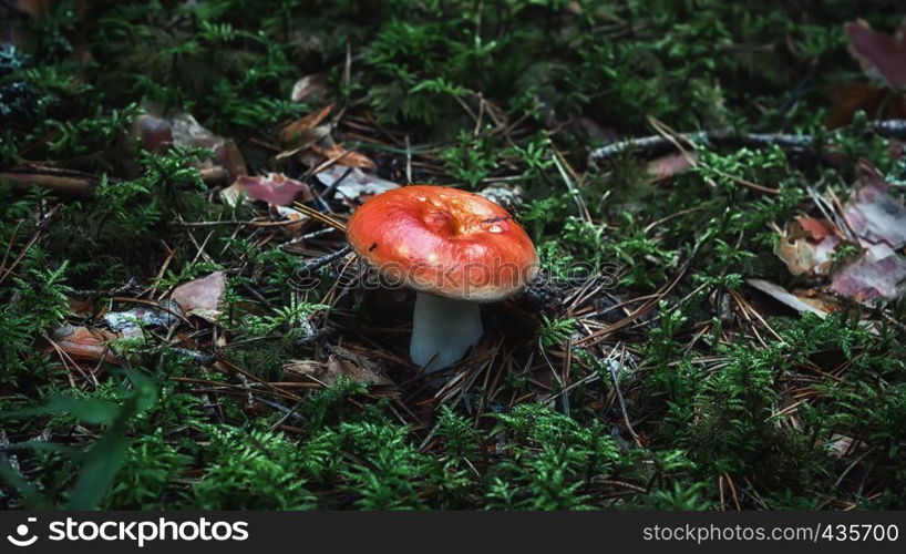 Wild edible russet mushroom close-up growing in the forest - Russula integra, commonly known as the entire russula. Selective soft focus, blurred background.