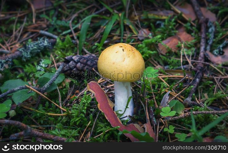 Wild edible yellow mushroom in the forest close-up - Russula Ochroleuca, commonly known as the Common Yellow Russula or Ochre Brittlegill. Selective focus, blurred background.