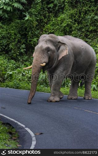 Wild elephant blocking road in Thailand