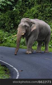 Wild elephant blocking road in Thailand