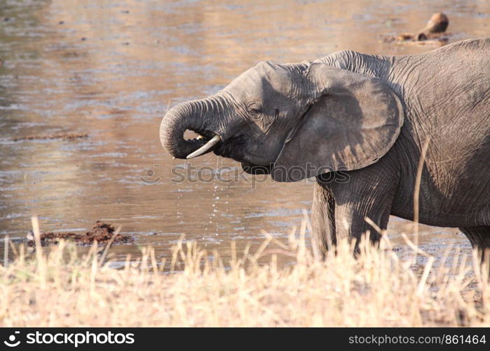 Wild elephant drinks water with proboscis in wilderness